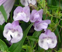 Close-up of pale lavender, tubular flowers with flared, rounded lips and white throats, growing in clusters among slender green leaves. The delicate blossoms of Penstemon lyallii (Lyall’s Penstemon) appear soft and papery, with faint purple veining adding subtle detail.