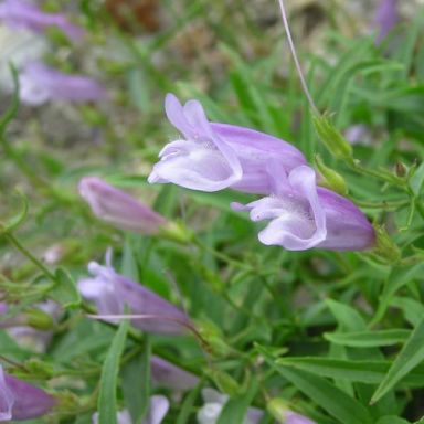 Close-up of pale lavender, tubular flowers with flared, rounded lips and white throats, growing in clusters among slender green leaves. The delicate blossoms of Penstemon lyallii (Lyall’s Penstemon) appear soft and papery, with faint purple veining adding subtle detail.
