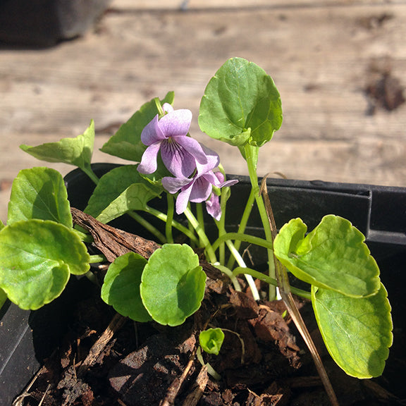 Marsh violet (Viola palustris) forms tidy clumps of rounded green leaves, sending up dainty lilac flowers streaked with fine purple lines. Preferring damp meadows, seepage areas, and shady forest floors, this species is a quiet but charming addition to wetland plant communities. Its understated beauty often rewards those who stop to look closely.