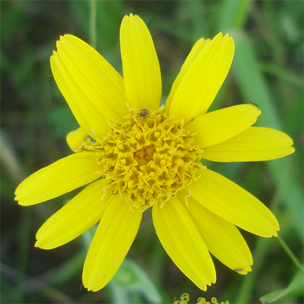 Close-up of an Arnica chamissonis (Meadow Arnica) flower with bright yellow petals radiating from a dense, golden center. A small insect is visible on the flower, highlighting its role in supporting pollinators.