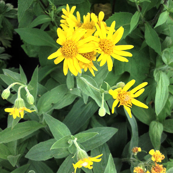 A cluster of Arnica chamissonis (Meadow Arnica) flowers in full bloom, with vivid yellow daisy-like blossoms set against lush green leaves. Several unopened flower buds hint at continued blooming.