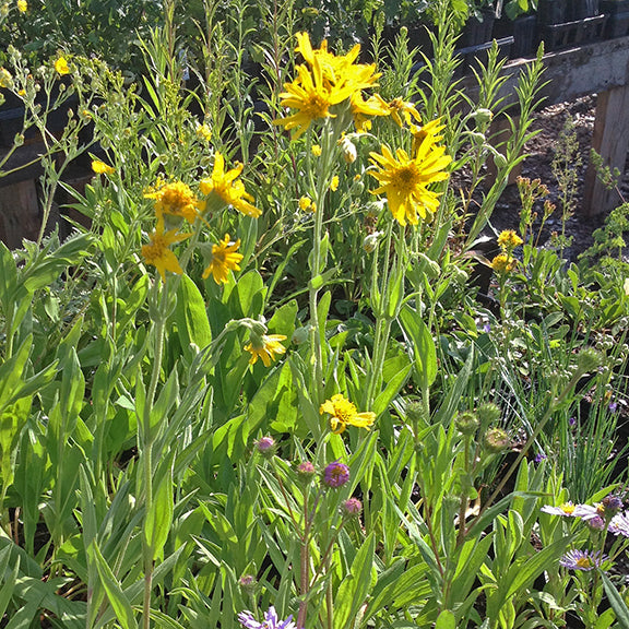Arnica chamissonis (Meadow Arnica) plants growing in a diverse wildflower setting, with tall stems bearing golden-yellow flowers. The surrounding greenery and other native blooms create a natural meadow scene.
