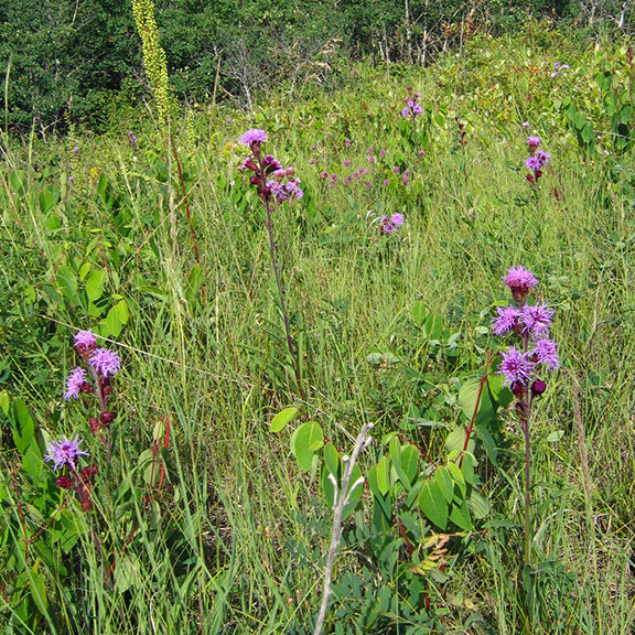 A natural prairie scene featuring Meadow Blazing Star plants scattered among tall grasses and other wildflowers. The vivid purple flowers stand out against the green meadow, attracting pollinators in a sunlit landscape.