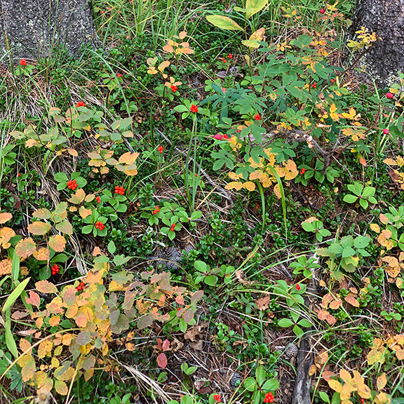 A forest floor carpeted with low-growing bunchberry (Cornus canadensis) displays clusters of bright red berries nestled among green and fading yellow leaves. Sprigs of wild rose and other understory plants mix with grass and moss, while the base of tree trunks anchors the scene. The vibrant berries stand out against the late-season foliage, capturing a quiet woodland moment.