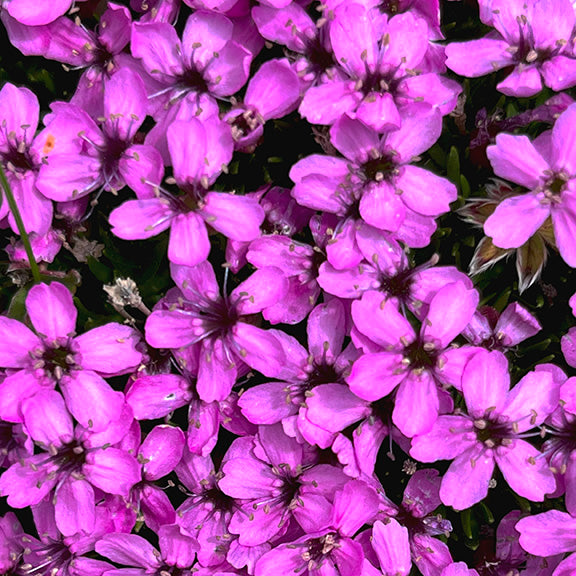 A dense cushion of Silene acaulis (Moss Campion) covered in a vibrant display of tiny, bright pink flowers. Each five-petaled bloom is tightly packed against the dark green mossy foliage, creating a striking carpet of color.