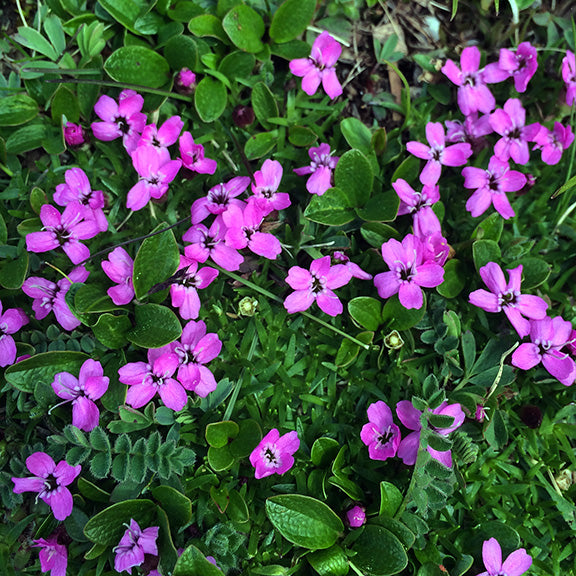 Clusters of Silene acaulis (Moss Campion) blooms scattered across a patch of green alpine vegetation. The vivid pink flowers pop against a mix of leafy ground cover, showcasing the plant's low, mat-forming habit in a rocky meadow.
