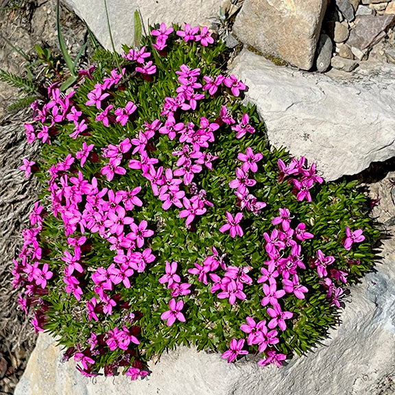 A rounded mound of Silene acaulis (Moss Campion) nestled between pale rocks, thick with needle-like green leaves. Dozens of small, deep pink flowers brighten the cushiony mound, creating a vivid splash of color in the rocky alpine setting.
