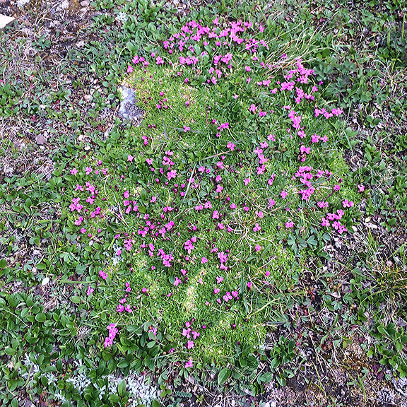 A natural patch of Silene acaulis (Moss Campion) spreading across a mossy green mat in an open alpine meadow. The petite pink flowers are scattered delicately across the dense foliage, blending into the sparse surrounding vegetation and rocky ground.