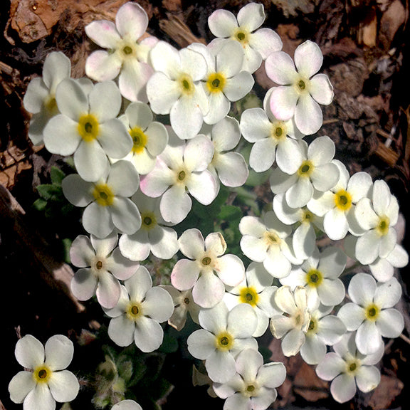A dense cluster of tiny white flowers with soft, rounded petals and bright yellow centers, creating a cushion-like mound of blooms. The delicate blossoms of Phlox hoodii (Moss Phlox) give a frothy appearance against the dry ground.