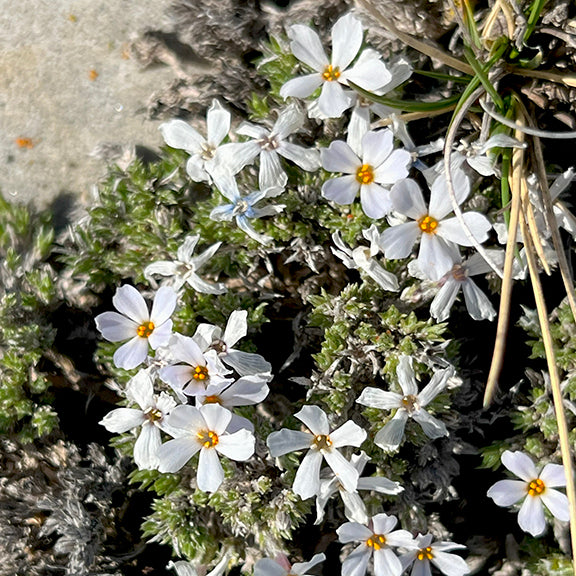Close-up of Phlox hoodii (Moss Phlox) showing pale white to light lavender flowers with five narrow petals and golden-yellow centers. The small blooms nestle tightly among dense, spiky green foliage, growing low to the rocky ground.