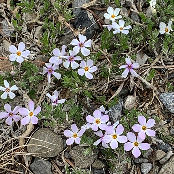 Scattered clusters of Phlox hoodii (Moss Phlox) with pale purple to white star-shaped flowers and bright yellow centers, blooming among short green foliage. The low-growing plants weave through gravel and dry grasses on an open hillside.