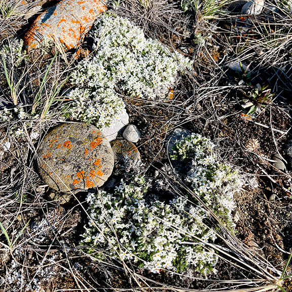 Wide view of sprawling Phlox hoodii (Moss Phlox) mats nestled between lichen-covered rocks and dry grasses. The dense patches of tiny white flowers create soft, silvery cushions across the arid, rocky ground.