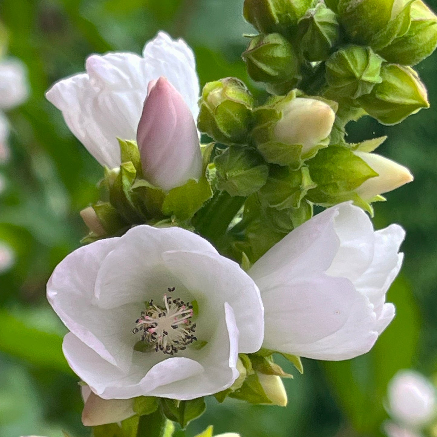 A close-up of Iliamna rivularis (Mountain Hollyhock) blossoms, showcasing delicate, pale pink to white petals with a soft, crinkled texture. The open flowers reveal a cluster of dark-tipped stamens, while unopened buds display a blush of pink. The green, hairy sepals and buds contrast with the petals, adding depth to the floral arrangement.