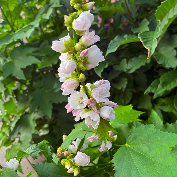 A tall, flowering stalk of Iliamna rivularis (Mountain Hollyhock) covered in soft, pinkish-white blooms and unopened buds. The flowers emerge in an elegant, vertical arrangement, contrasting against the large, deeply lobed green leaves. The background of dense foliage creates a lush, wildflower-filled setting.