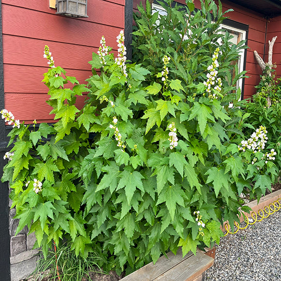 A large, bushy Iliamna rivularis (Mountain Hollyhock) growing beside a red building, its numerous flowering stems reaching skyward. The broad, maple-like leaves form a dense mound, while multiple flower spikes adorned with pale pink blossoms add a soft contrast to the deep green foliage.