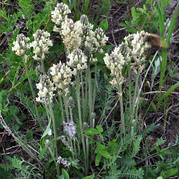 Growing in a dense, upright cluster, Mountain Locoweed (Oxytropis monticola) stands tall among the prairie grasses. Its woolly stems and creamy flower spikes attract buzzing pollinators, creating a lively scene where wildlife and wildflowers thrive together.