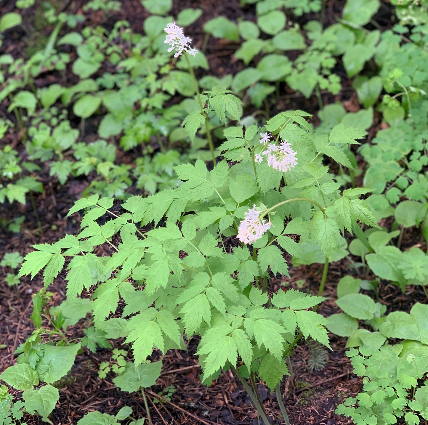 A lush patch of Mountain Sweet Cicely (Osmorhiza berteroi) thriving in a shaded understory. The plant's feathery leaves spread outward, while multiple flower stalks rise above, each topped with clusters of small white blossoms.