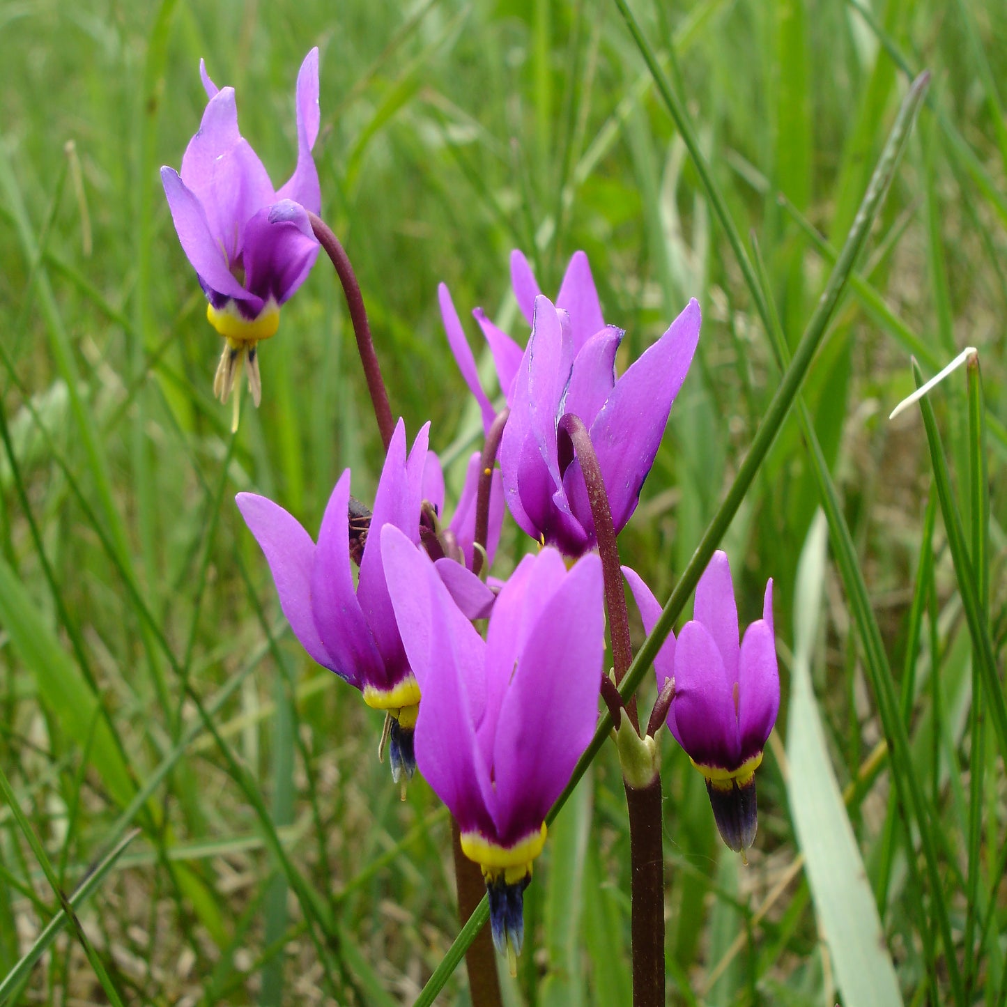 A close-up of Primula conjugens (Mountain Shooting Star) flowers, showing their vivid magenta petals sharply reflexed backward, exposing the dark purple and yellow base. The flowers hang delicately on maroon-colored stems above a grassy background.