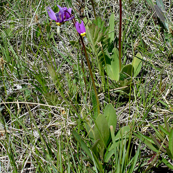 Primula conjugens (Mountain Shooting Star) plants growing among dry grass and scattered vegetation. The upright maroon stems hold pairs of magenta flowers with reflexed petals and yellow centers, while the smooth, lance-shaped basal leaves hug the ground.