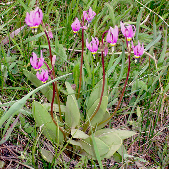 A thriving clump of Primula conjugens (Mountain Shooting Star) in full bloom. Several tall, slender maroon stems rise from the green basal leaves, each topped with striking backward-swept magenta petals and a yellow band around the flower base.