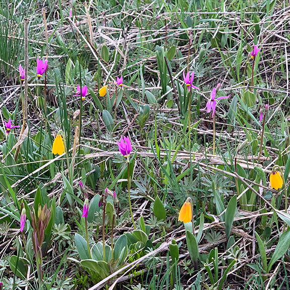 A patch of grassland with scattered Primula conjugens (Mountain Shooting Star) and Fritillaria pudica (Yellow Bells) blooming together. The magenta shooting star flowers rise above the ground on thin stems, their vivid colors contrasting with the yellow bell-shaped flowers nearby.