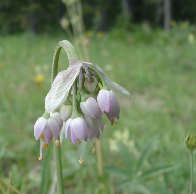 A gracefully arching flower cluster of Allium cernuum (Nodding Onion) with soft pink, bell-shaped buds. The drooping habit of the flowers gives the plant its characteristic 'nodding' appearance.