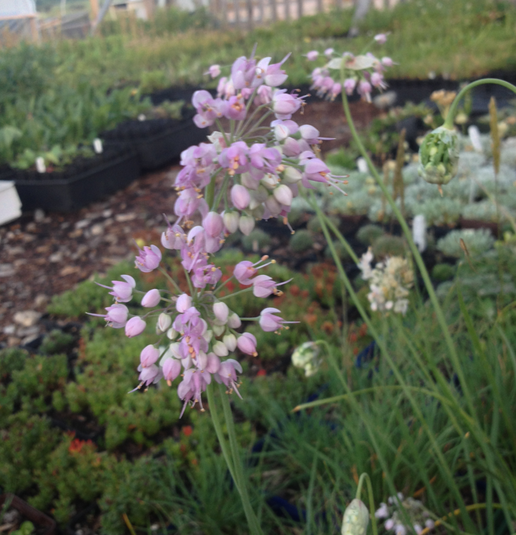A cultivated Allium cernuum (Nodding Onion) plant in a nursery setting, displaying multiple clusters of pale purple flowers. The slender, grass-like foliage complements the delicate floral arrangement.