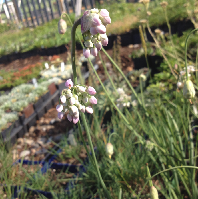 Two drooping clusters of Allium cernuum (Nodding Onion) buds, transitioning from pale green to soft pink as they prepare to bloom. The thin, arching stems add to the plant's graceful form.