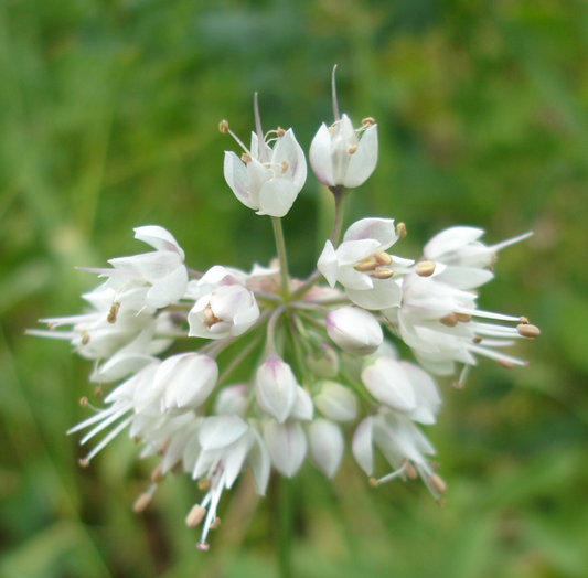 A close-up of Allium cernuum (Nodding Onion) flowers in full bloom. The delicate, star-shaped white flowers with pinkish tinges are arranged in a loose, nodding cluster, with extended stamens adding to their intricate beauty.