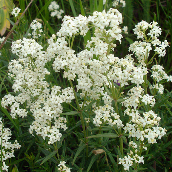 A dense cluster of Galium boreale (Northern Bedstraw) in full bloom, with tiny, star-shaped white flowers forming airy, rounded sprays. The delicate petals contrast with the slender, whorled green leaves, set against a softly blurred natural background.