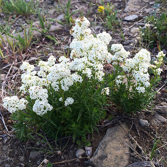 A small, compact clump of Galium boreale (Northern Bedstraw) growing in a rocky, open habitat. The bright white flowers stand out against the sparse, dry soil, while the fine, dark green foliage forms a low, bushy mound.