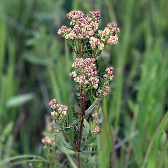 A single stalk of Galium boreale (Northern Bedstraw) with clusters of pale green and pink-tinted flower buds just before opening. The tall, upright stem is surrounded by a lush meadow of green grasses, hinting at its natural prairie habitat.