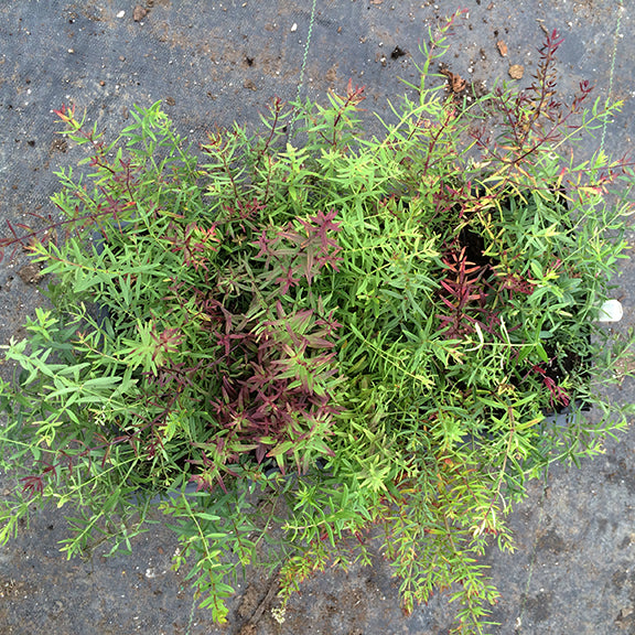 A top-down view of young Galium boreale (Northern Bedstraw) plants in a growing tray, showing fine, whorled leaves in shades of green and reddish-purple. The delicate, trailing foliage spreads outward, ready for transplanting.