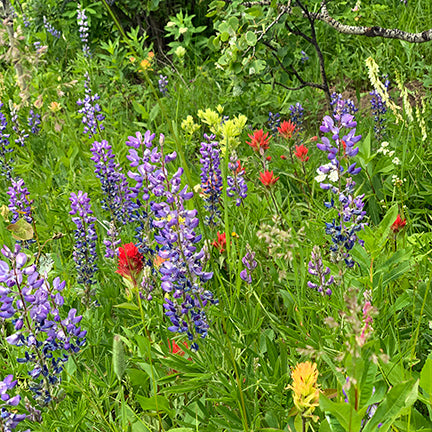 A vibrant wildflower meadow is filled with tall spikes of purple lupines (Lupinus) blooming among bright red and yellow Indian paintbrush (Castilleja) scattered throughout the lush green foliage. Sprigs of white and pale green flowers peek through the dense vegetation, while young aspen leaves shimmer in the background. The scene captures the rich color and diversity of a native mountain meadow in full summer bloom.