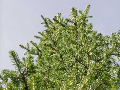 Slender branches of Pseudotsuga menziesii (Douglas Fir) reach toward a clear blue sky, covered densely in bright green needles. The sunlight highlights the soft, feathery texture of the foliage, giving the tree a graceful, airy appearance.