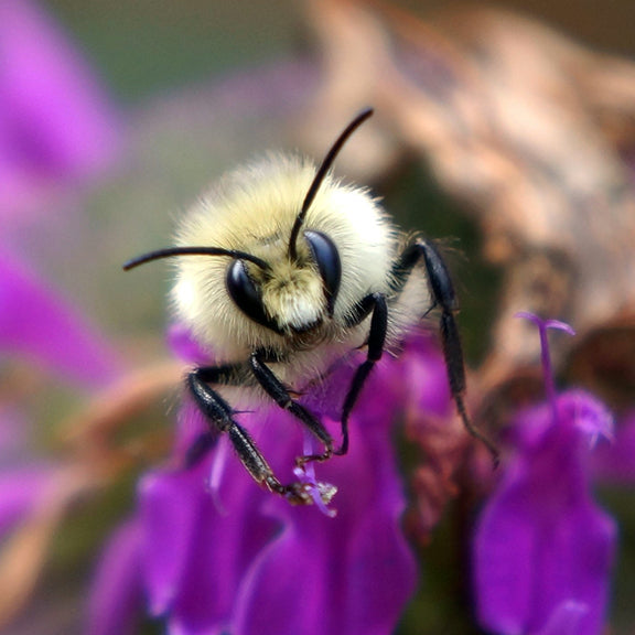 A close-up shot of a fuzzy bumblebee clings to a vibrant purple wildflower, its large black eyes and delicate antennae in sharp focus. The bee’s pale yellow hairs contrast against the bright petals, while its legs grasp the flower’s edge. The blurred background creates a soft halo of purple, highlighting this intimate moment with a native pollinator at work.