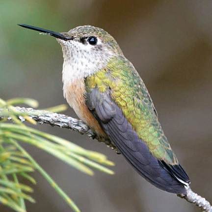 A female or juvenile rufous hummingbird (Selasphorus rufus) with shimmering green upperparts, a pale throat, and a hint of rust on its sides perches on a slender, pale branch among soft green pine needles.
