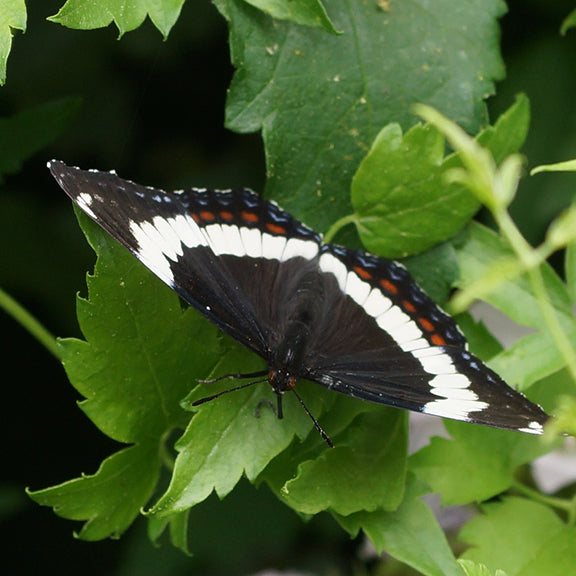 A white admiral butterfly (Limenitis arthemis) with black wings bordered by wide white bands and hints of red-orange near the upper edge rests on bright green, jagged-edged leaves.