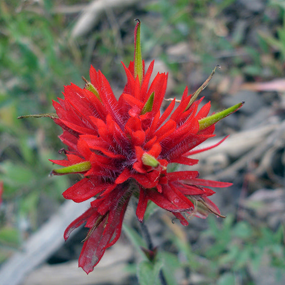 A vibrant red Castilleja miniata (Indian Paintbrush) flower with soft, fuzzy bracts and emerging green tips. The intricate details of the bracts and fine hairs are visible, set against a blurred background of natural ground cover.