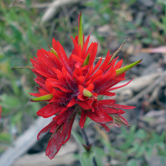 A vibrant red Castilleja miniata (Indian Paintbrush) flower with soft, fuzzy bracts and emerging green tips. The intricate details of the bracts and fine hairs are visible, set against a blurred background of natural ground cover.