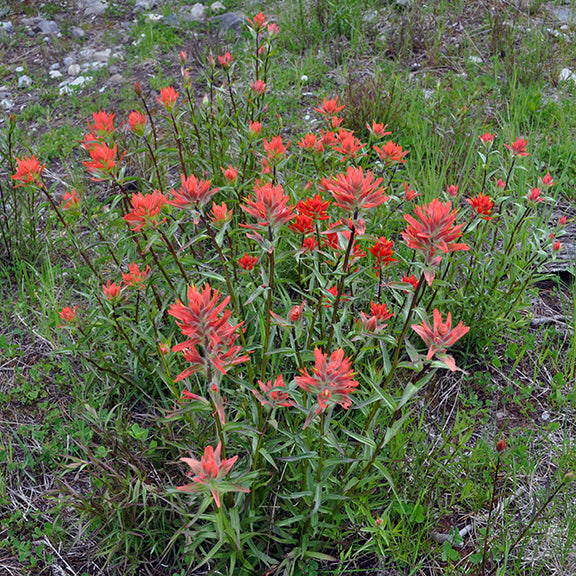 A thriving cluster of Castilleja miniata (Indian Paintbrush) plants with bright red-orange blooms standing tall among green foliage. The plants are growing in open, rocky terrain, forming a striking contrast against the muted natural backdrop.