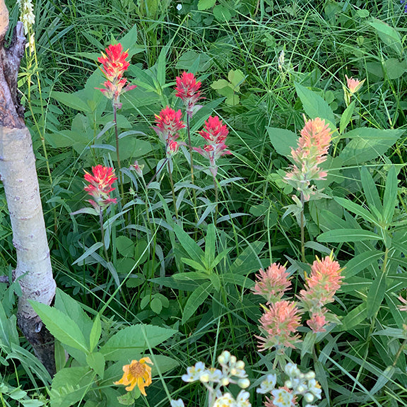 Castilleja miniata (Indian Paintbrush) plants with vivid red and orange bracts interspersed with other wildflowers in a lush green meadow. The surrounding foliage includes soft yellow and white flowers, creating a diverse and colorful natural scene.