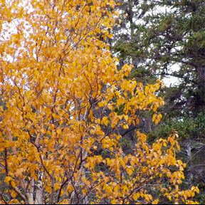 A Betula papyrifera (Paper Birch) in full autumn display, with golden-yellow leaves standing out against a backdrop of evergreen trees. The fine branches weave through the vibrant foliage, creating a striking seasonal contrast.