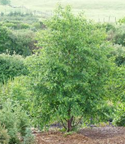 A young Betula papyrifera (Paper Birch) with lush green foliage, standing in a natural landscape with rolling hills and a mix of shrubs and trees in the background. The tree has a well-rounded form and a sturdy, upright growth habit.