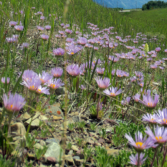 A sweeping view of Parry's Townsendia (Townsendia parryi) shows dozens of pale purple flowers carpeting the grassy slope, each bloom perched on a short stem. The bright yellow centers glow in the sunlight, turning the dry hillside into a sea of soft pastels.