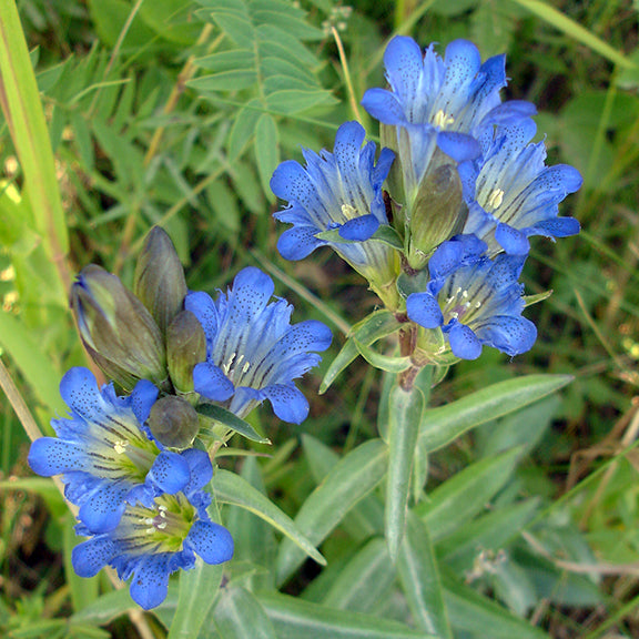 A striking cluster of Gentiana affinis (Pleated Gentian) with deep blue, trumpet-shaped flowers arranged along a sturdy stem. The petals are speckled with darker blue markings, while the greenish-white throat is visible inside the blooms. The narrow, pointed leaves provide a contrasting backdrop.