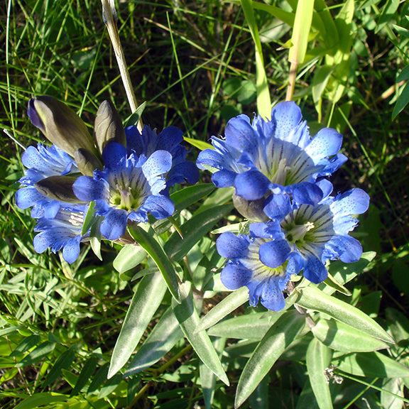 A pair of Gentiana affinis (Pleated Gentian) plants in full bloom, their vivid blue flowers standing out against a sunlit meadow. The delicate pleats along the petals add texture, while unopened buds hint at more blossoms to come. The slender, silvery-green leaves extend outward from the base.