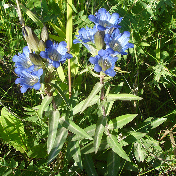 A well-established Gentiana affinis (Pleated Gentian) plant with multiple flower spikes, each topped with clusters of vibrant blue blooms. The plant's upright habit and dense foliage create a striking contrast against the surrounding greenery in its natural habitat.