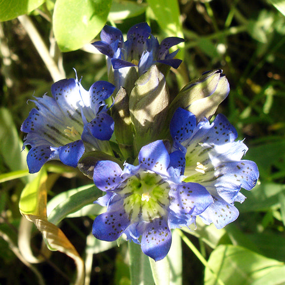 A detailed close-up of a single Gentiana affinis (Pleated Gentian) flower, highlighting its intricate pleated petals and speckled blue markings. The pale greenish-white throat glows in the sunlight, drawing attention to the delicate filaments and pollen-covered anthers nestled inside.