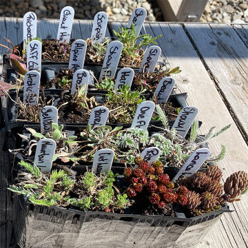 A tray of hardy alpine plants sits on a sunlit wooden deck, each plug labeled with handwritten tags like "Alpine Aster," "Snowy Fleabane," and "Yellow Mountain Avens." Clumps of silvery foliage and reddish succulent rosettes hint at the tough mountain species packed in this mix, ready for planting in rugged landscapes.